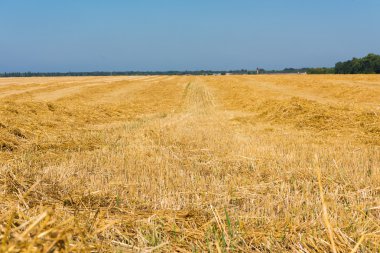 Hasattan sonra buğday tarlası