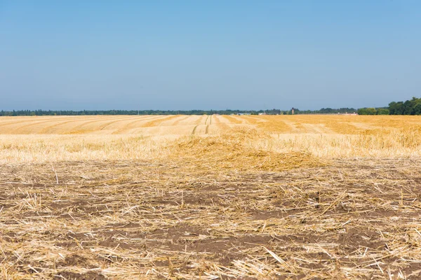 Campo di grano dopo il raccolto — Foto Stock