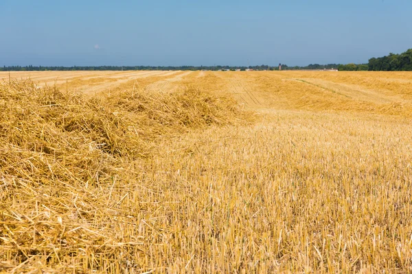 Campo di grano dopo il raccolto — Foto Stock