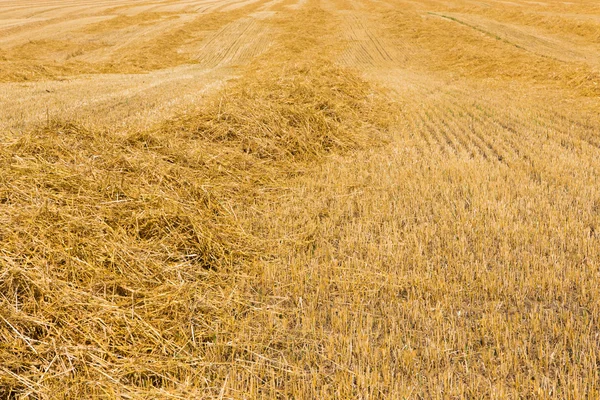 Pole pszenicy po zbiorach — Zdjęcie stockowe