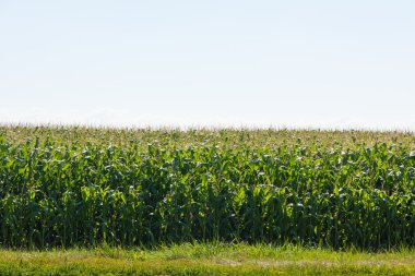 Güneşli bir günde mısır tarlası