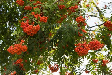 Rowan ağacı yaz gününde