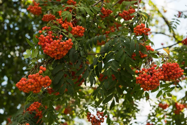 Rowan ağacı yaz gününde