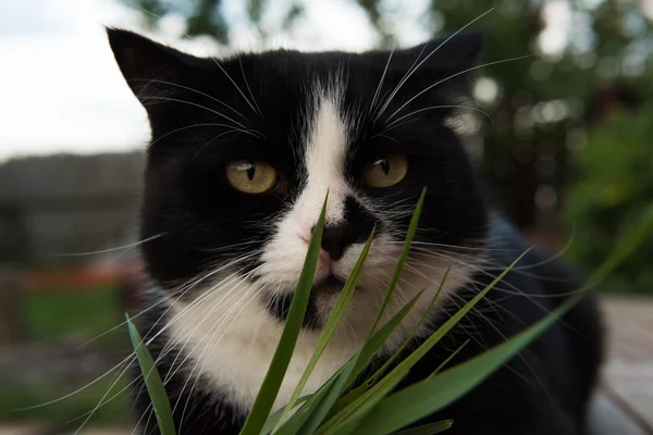 Zwart-witte kat eten gras — Stockfoto