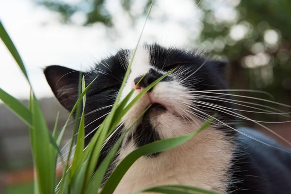 Zwart-witte kat eten gras — Stockfoto