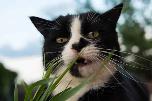 Zwart-witte kat eten gras — Stockfoto