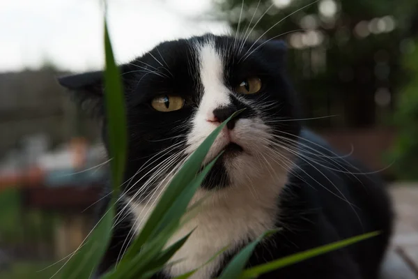 Preto e branco gato comer grama — Fotografia de Stock