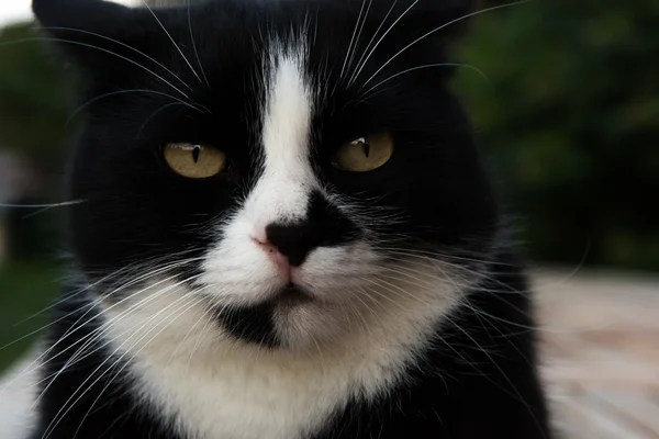 Chat noir et blanc marchant dans la rue — Photo