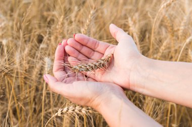 Güneşli bir günde buğday tarlası