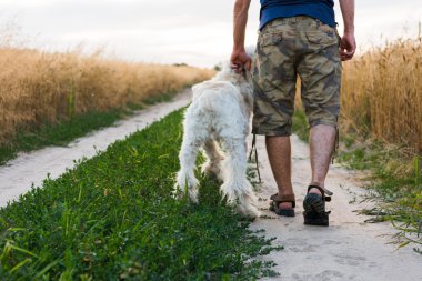 yaz günü bir erkek ile bir köpek yürüyüş