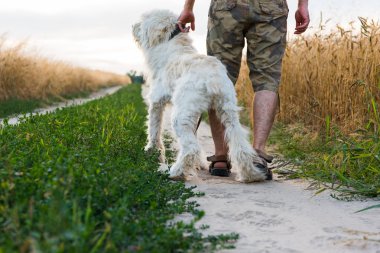 yaz günü bir erkek ile bir köpek yürüyüş