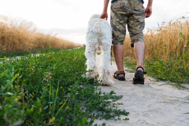 yaz günü bir erkek ile bir köpek yürüyüş