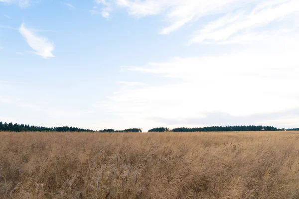 晴れた日のコムギ畑 — ストック写真