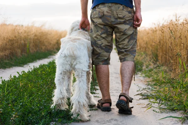 Giorno d'estate un uomo che cammina con un cane — Foto Stock