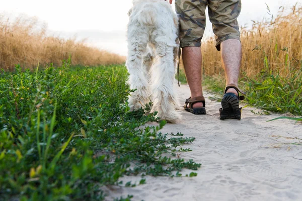Giorno d'estate un uomo che cammina con un cane — Foto Stock