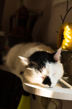 siyah ve beyaz kedi uyuyor