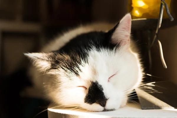 Svart och vit katt sover — Stockfoto