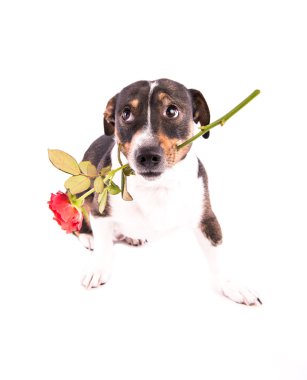 Jack Russell Terrier ile beyaz bir arka plan üzerinde bir çiçek