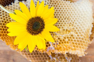 çiçek yakın çekim güzel bal tarak