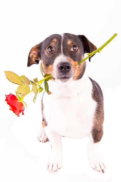 Jack Russell Terrier met een bloem op een witte achtergrond — Stockfoto