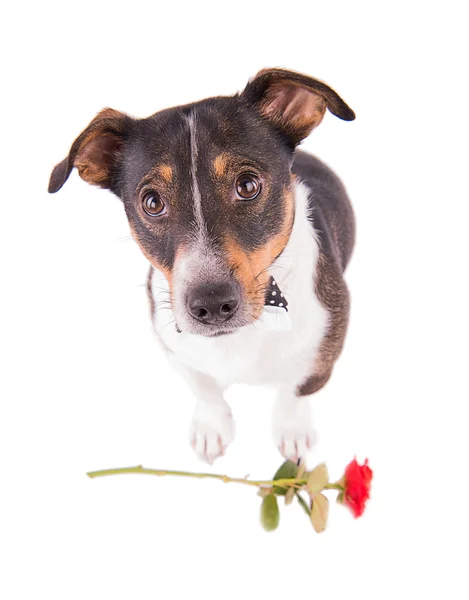 Jack Russell Terrier mit einer Blume auf weißem Hintergrund — Stockfoto