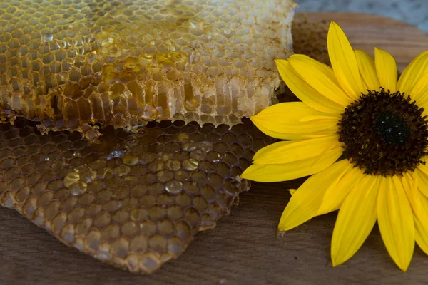 Красива медова гребінець з квіткою крупним планом — стокове фото