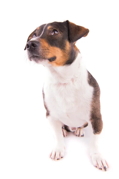 Jack Russell Terrier con una flor sobre un fondo blanco — Foto de Stock