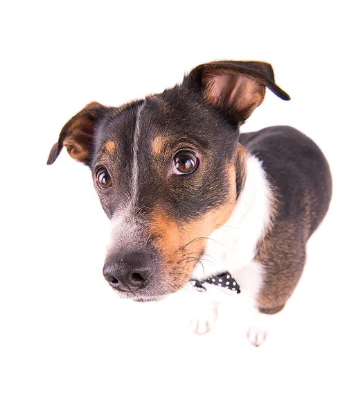 Jack Russell terrier fehér alapon — Stock Fotó