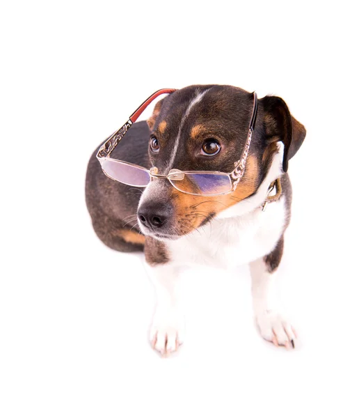 Jack Russell Terrier ile beyaz bir arka plan üzerinde gözlük