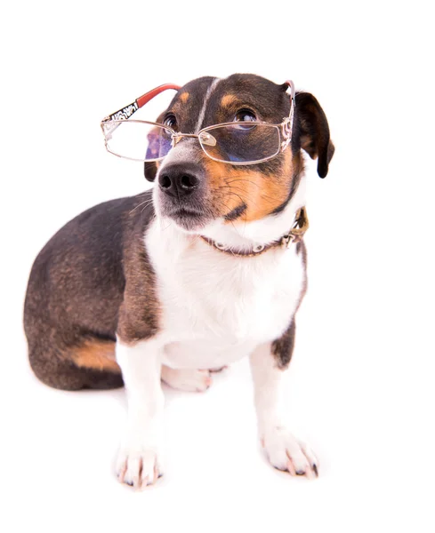 Jack Russell Terrier con gafas sobre fondo blanco — Foto de Stock