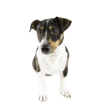 Beyaz arka planda Jack Russell Terrier