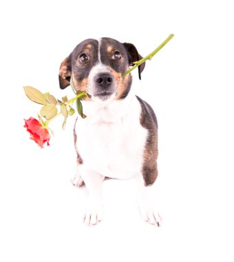 Jack Russell Terrier ile beyaz bir arka plan üzerinde bir çiçek