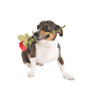 Jack Russell Terrier ile beyaz bir arka plan üzerinde bir çiçek