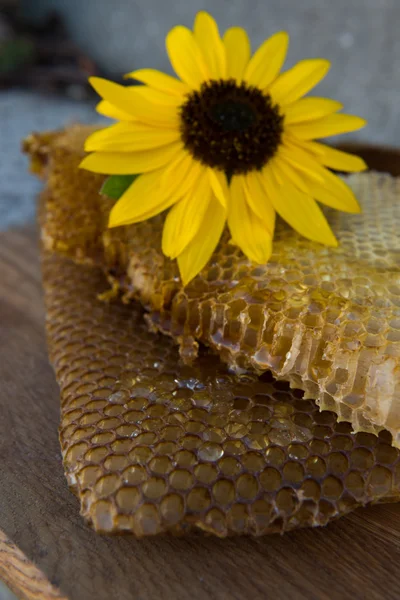 Beautiful honey comb with a flower close-up — Stock Photo, Image