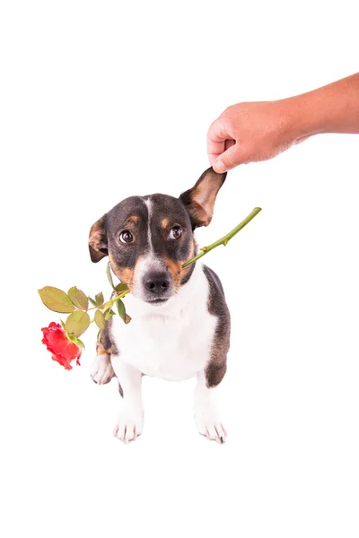 Jack Russell Terrier con un fiore su sfondo bianco — Foto Stock