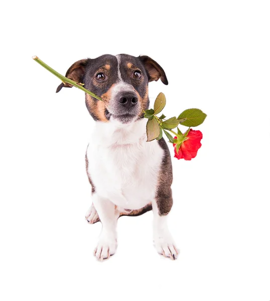 Jack Russell Terrier ile beyaz bir arka plan üzerinde bir çiçek
