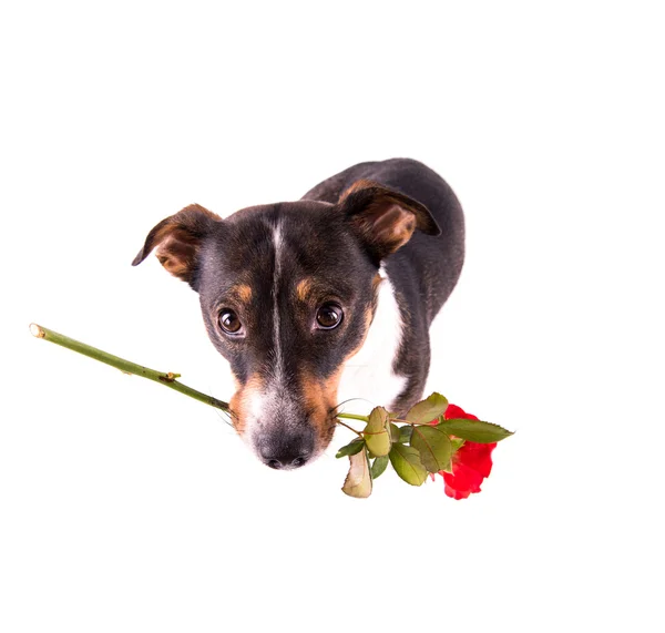 Jack Russell Terrier with a flower on a white background Stock Picture