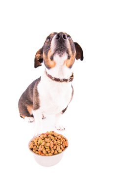 Jack Russell Terrier beyaz bir arka plan üzerinde bir kase ile