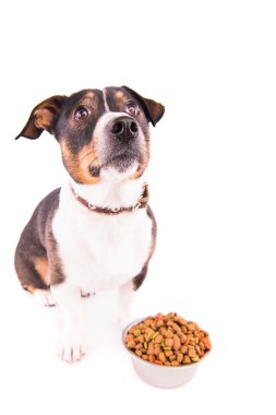Jack Russell Terrier beyaz bir arka plan üzerinde bir kase ile