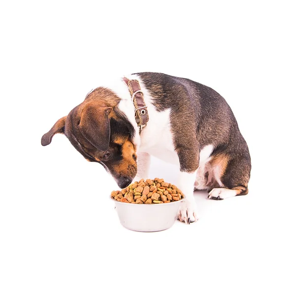 Jack Russell Terrier with a bowl on a white background Stock Image