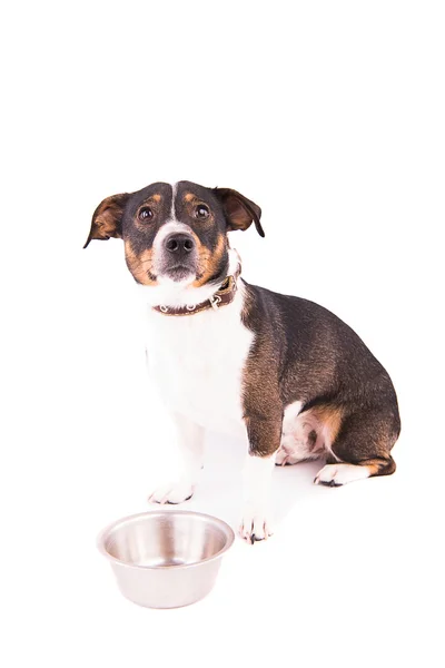Jack Russell Terrier with a bowl on a white background Stock Picture