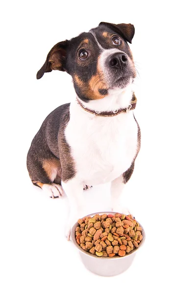 Jack Russell Terrier beyaz bir arka plan üzerinde bir kase ile