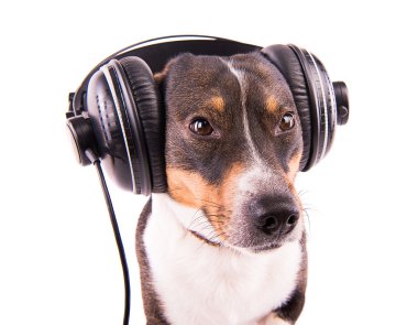 Beyaz bir arka plan üzerinde kulaklık Jack Russell terrier