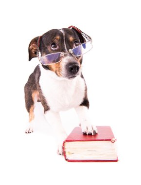 Jack Russell Terrier ile beyaz bir arka plan üzerine bir kitap