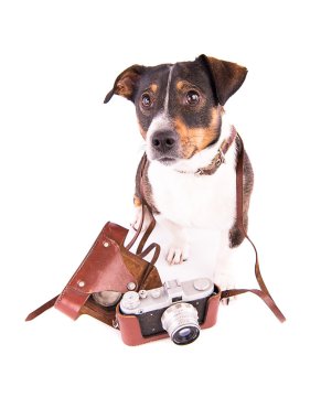 Jack Russell Terrier ile bir fotoğraf makinesi beyaz bir arka plan üzerinde