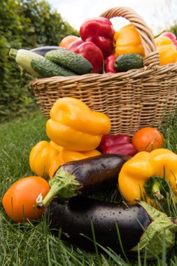 Sebze yeşil çim bir arka plan ayarla