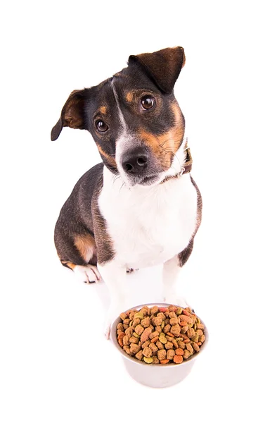 Jack Russell Terrier beyaz bir arka plan üzerinde bir kase ile