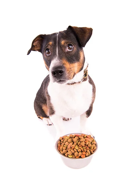 Jack Russell Terrier beyaz bir arka plan üzerinde bir kase ile