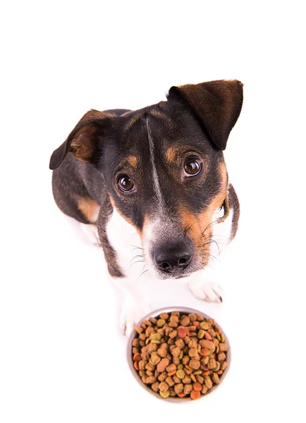 Jack Russell Terrier mit einer Schale auf weißem Hintergrund — Stockfoto