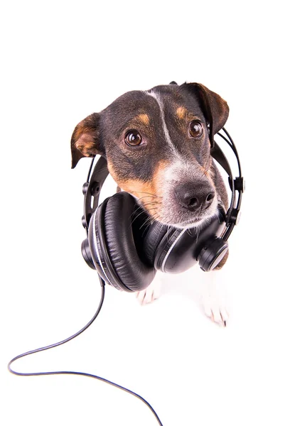 Beyaz bir arka plan üzerinde kulaklık Jack Russell terrier